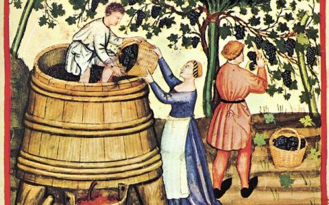 Deptanie winogron (ilustracja z 14-wiecznej księgi Tacuinum Sanitatis) / fot. Wikipedia