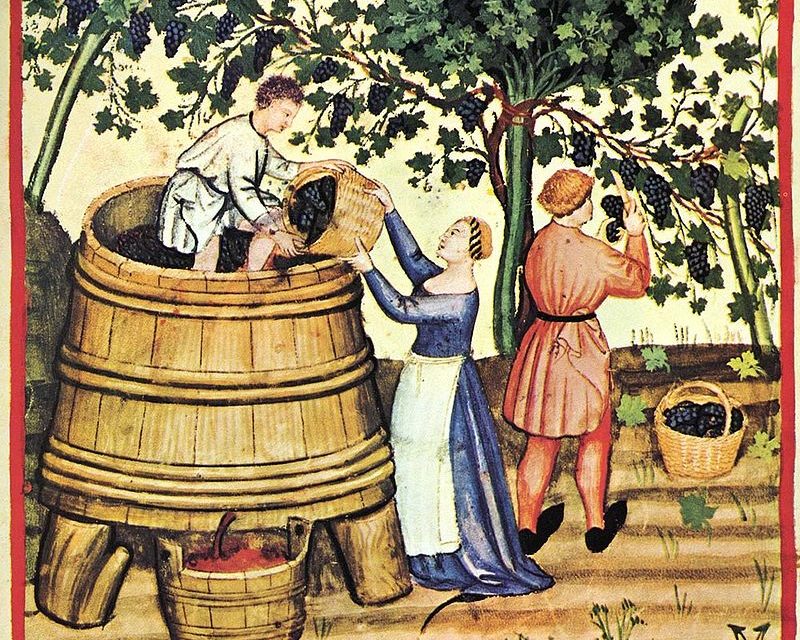 Deptanie winogron (ilustracja z 14-wiecznej księgi Tacuinum Sanitatis) / fot. Wikipedia