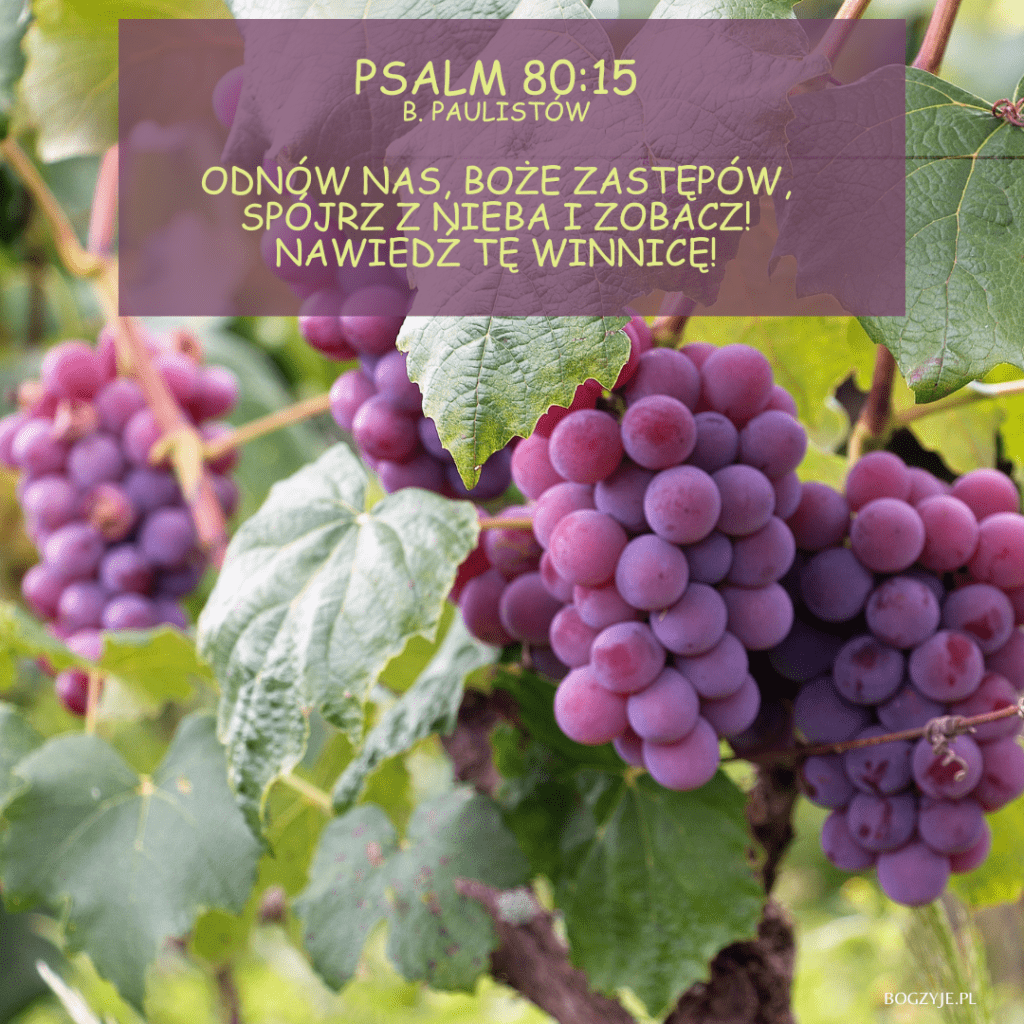 Cytaty: Psalm 80:14